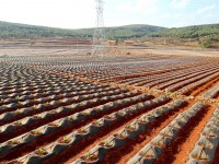 云南宣威：25.07万亩烤烟抗旱移栽进入扫尾阶段